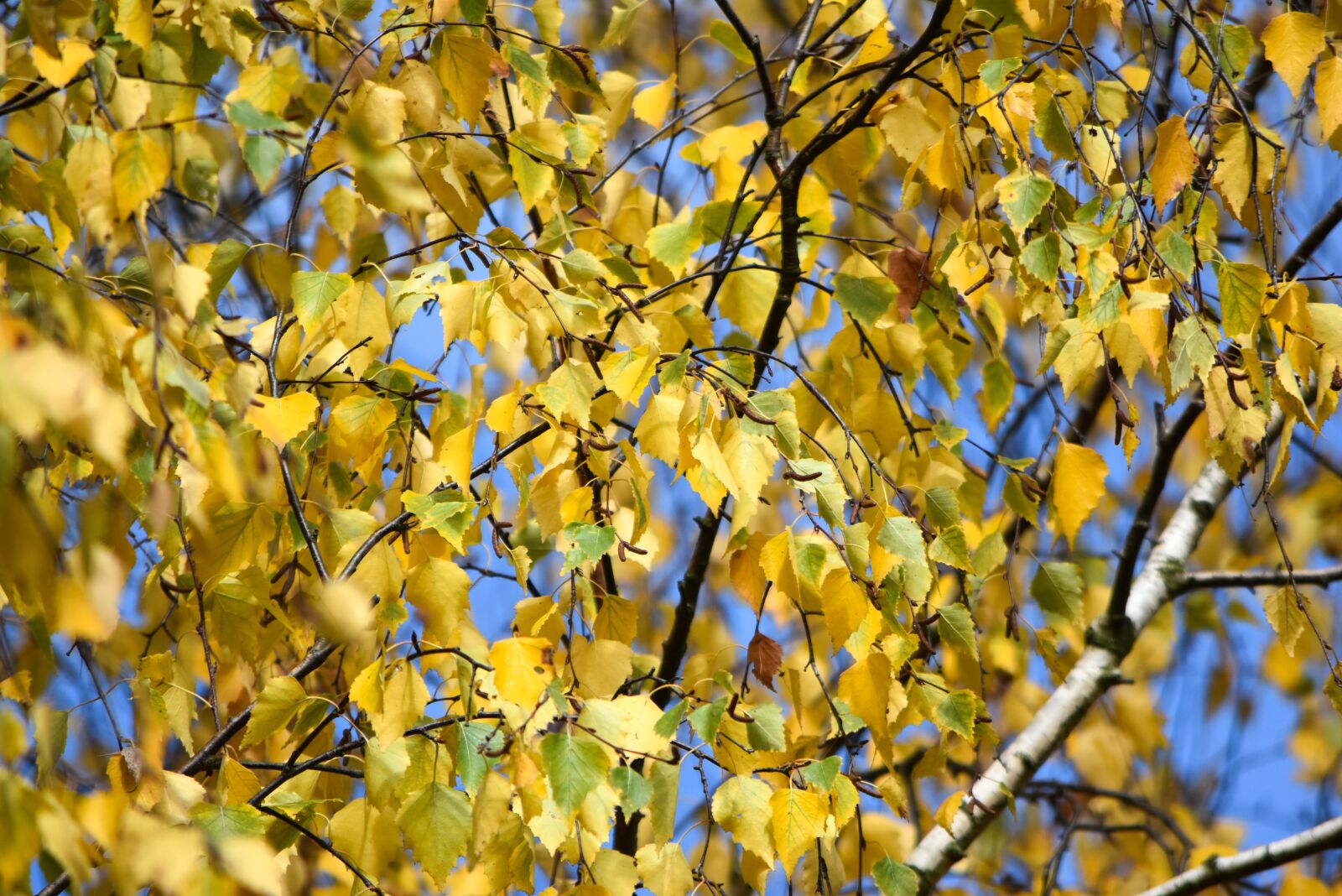 Nikon D5500 sample photo. Fall foliage, shining, yellow photography
