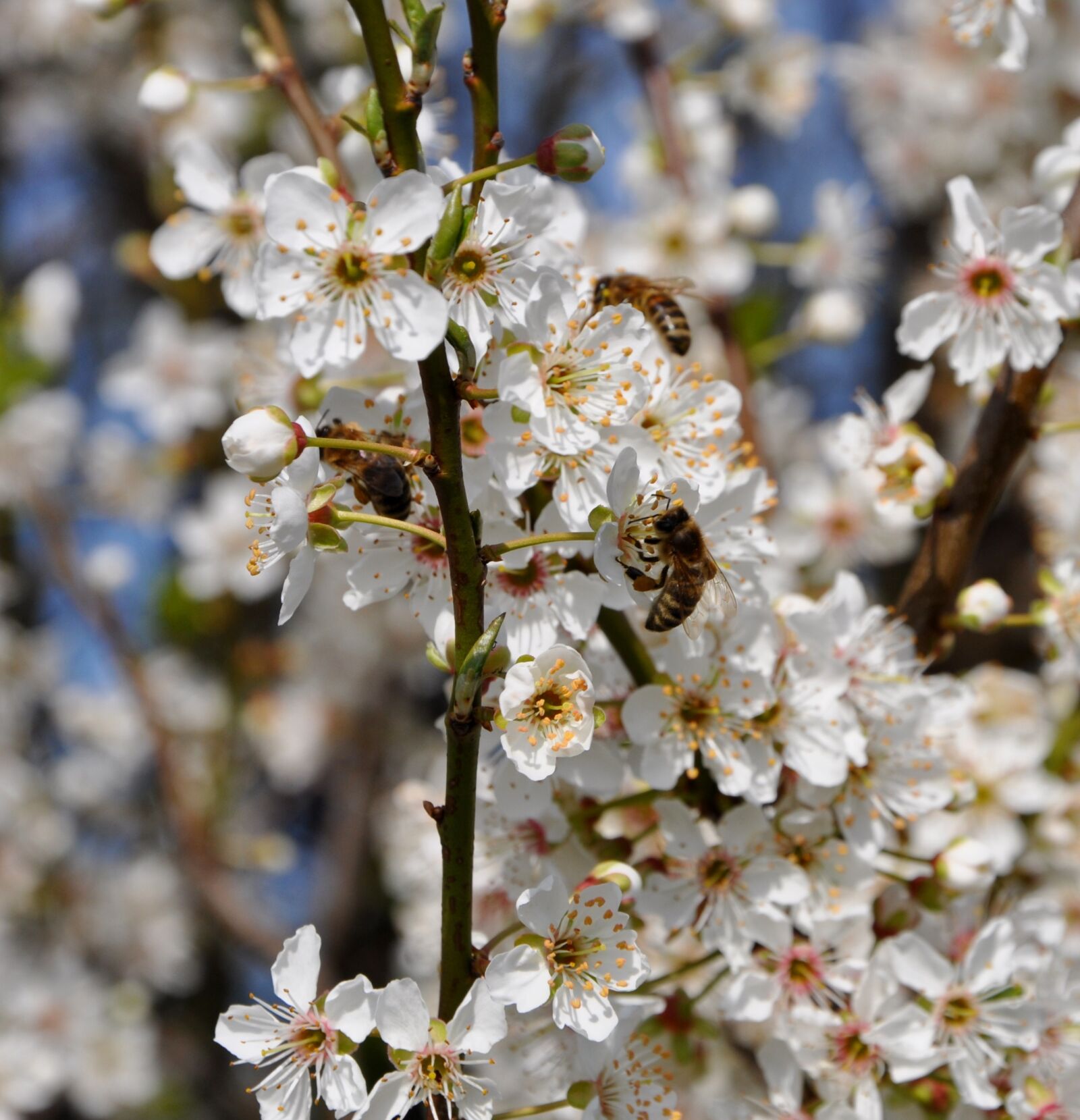 Nikon D5000 sample photo. Honey bees, hawthorn, flowers photography