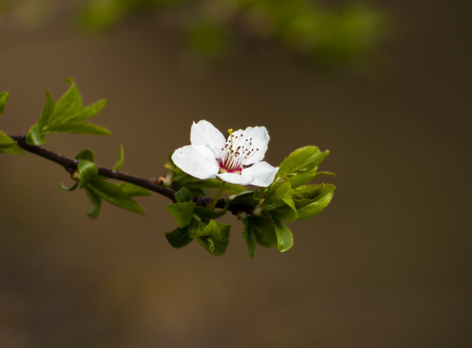 Canon EF75-300mm f/4-5.6 sample photo. Flower, bloom, floral photography