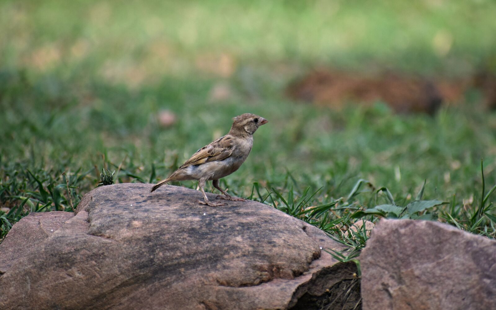 Nikon D3300 sample photo. Bird, sparrow, nature photography