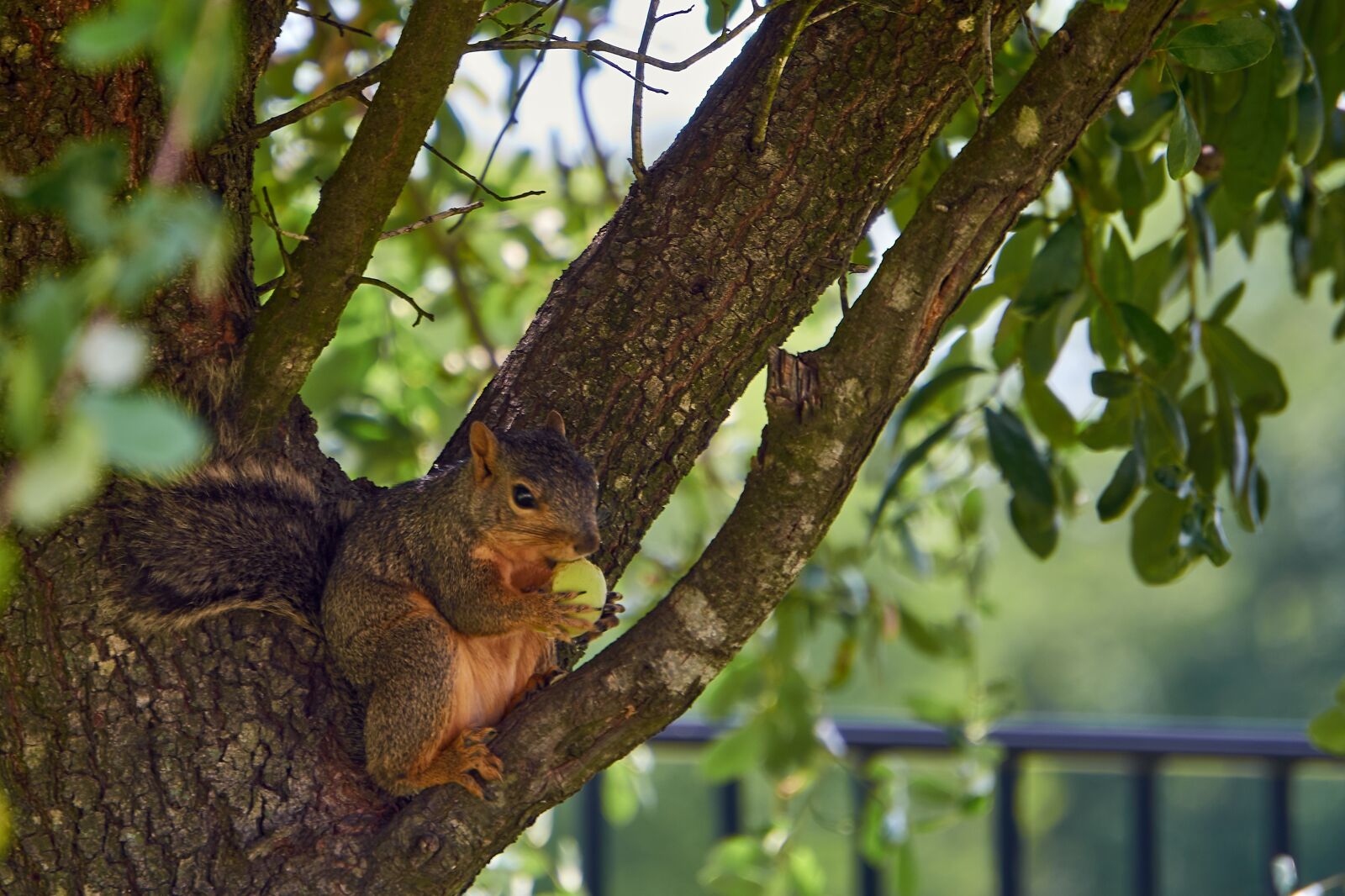 Nikon D7000 sample photo. Tree, green, park photography