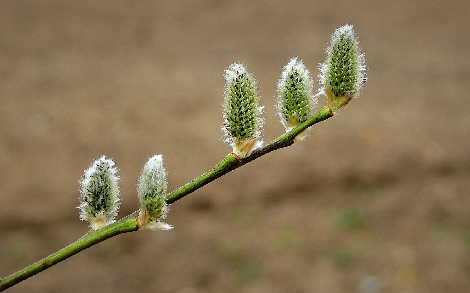 Nikon Coolpix P900 sample photo. Early spring, the basis photography