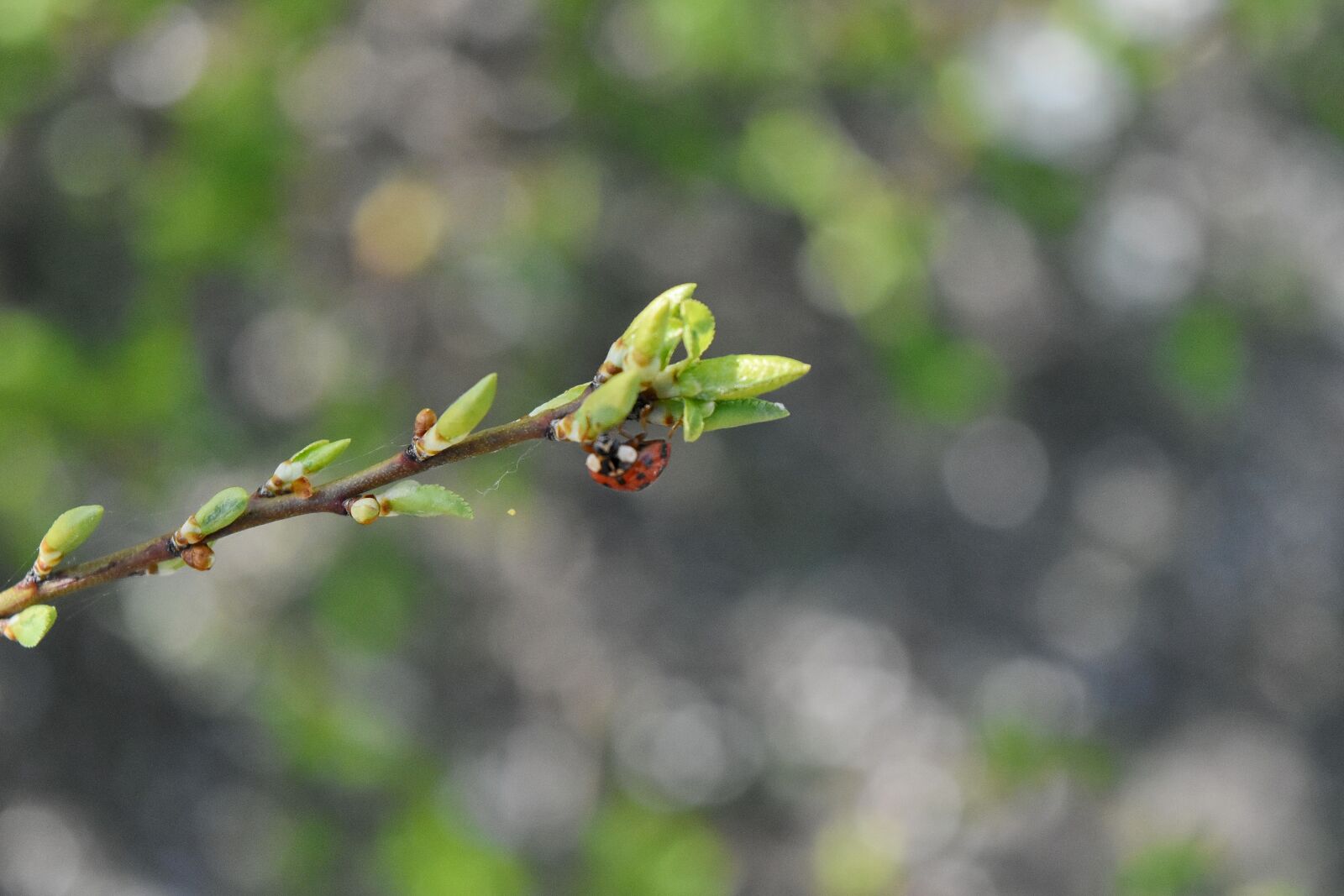 Nikon D5500 sample photo. Ladybug, leaf, nature, outdoors photography