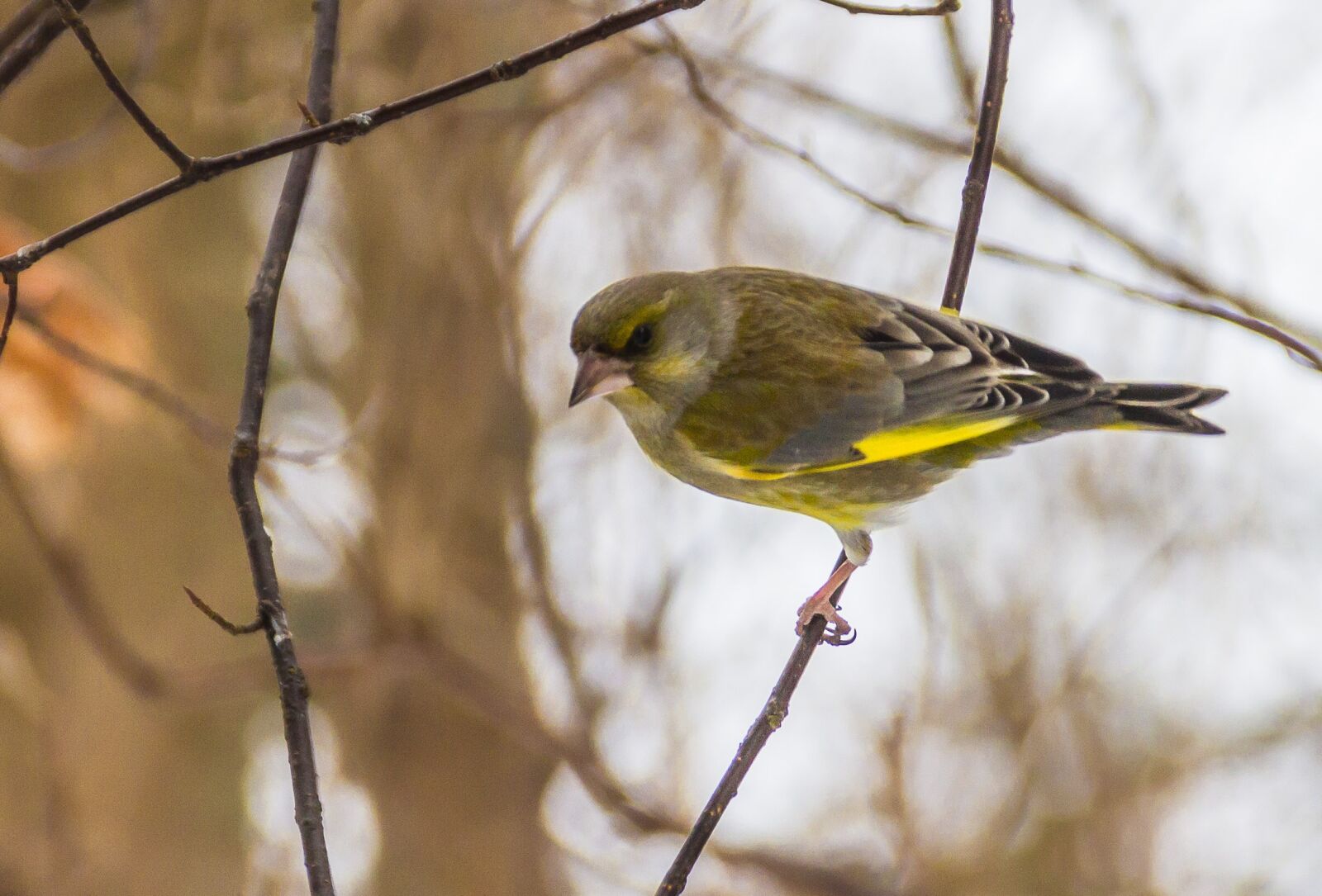 Canon EOS 7D sample photo. The birds, wild animals photography