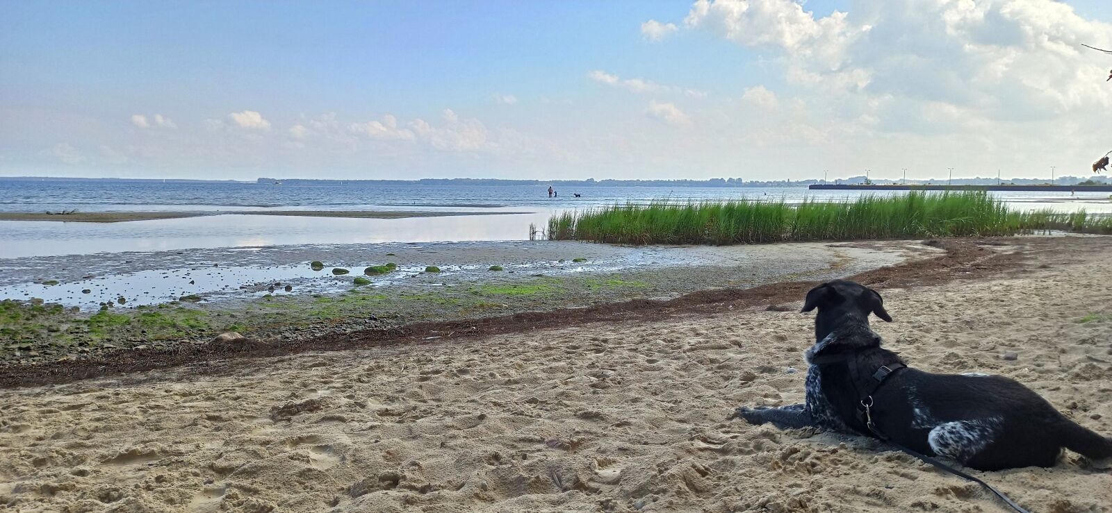 Xiaomi Redmi Note 8 Pro sample photo. Dog, dog beach, beach photography