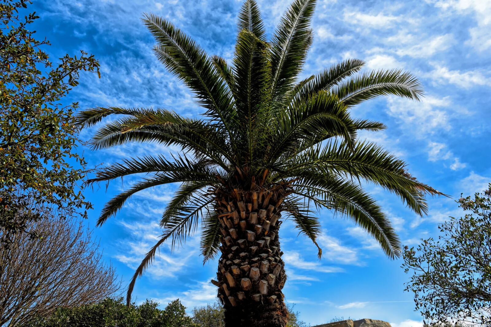 Nikon D5500 sample photo. Palm tree, palm, tree photography