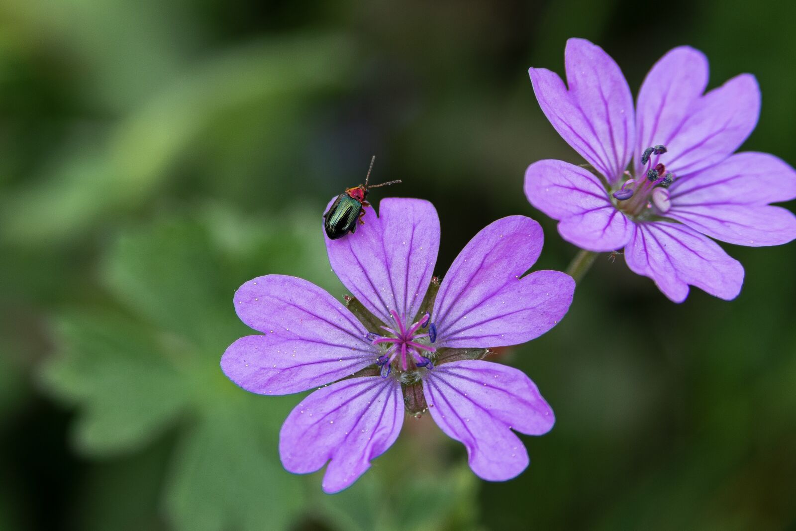 Nikon D3300 sample photo. Ready to fly, flowers photography