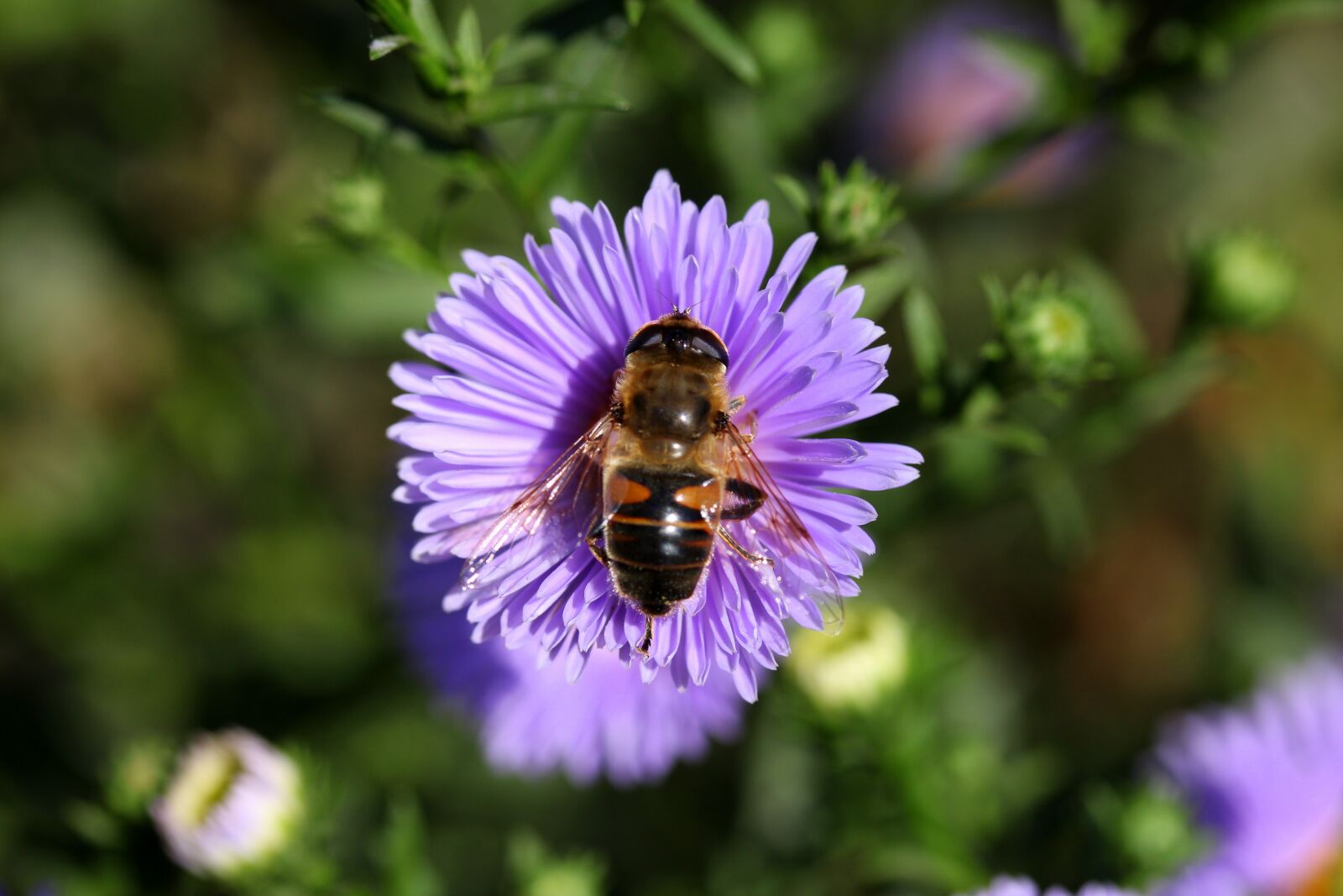 Canon EF-S 60mm F2.8 Macro USM sample photo. Bee, flower, mov photography
