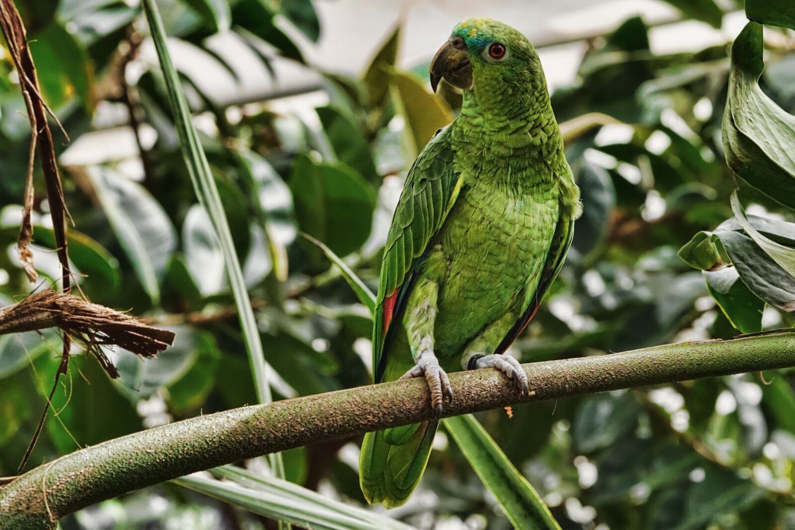 Sony a6000 + Sony FE 90mm F2.8 Macro G OSS sample photo. Nature, bird, parrot photography