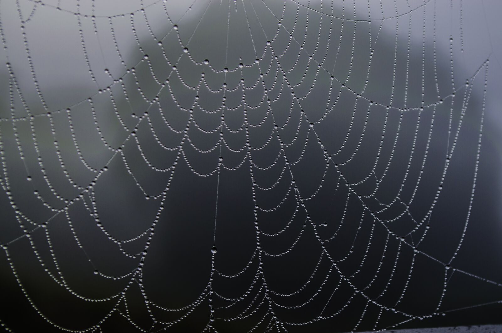 Nikon D5100 sample photo. Spider web, rosa, fog photography