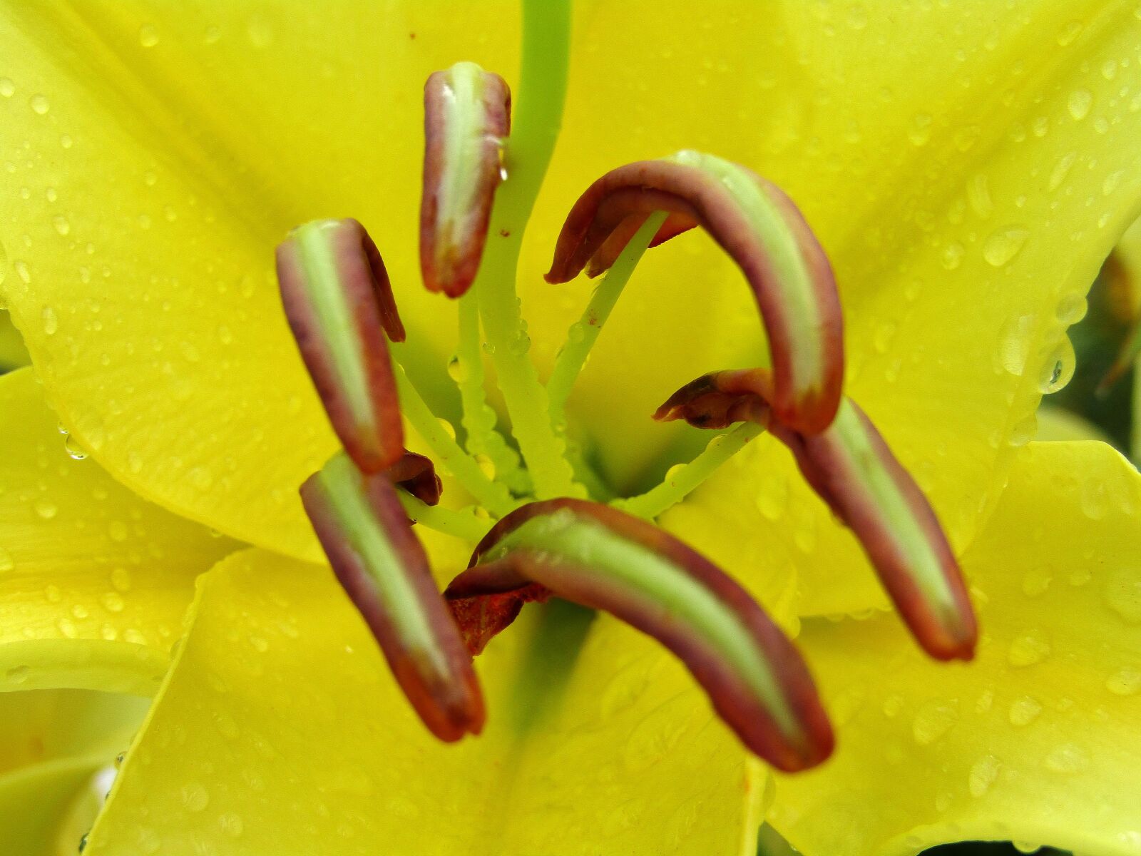 Canon POWERSHOT SX432 IS sample photo. Lilies, yellow, flowers photography