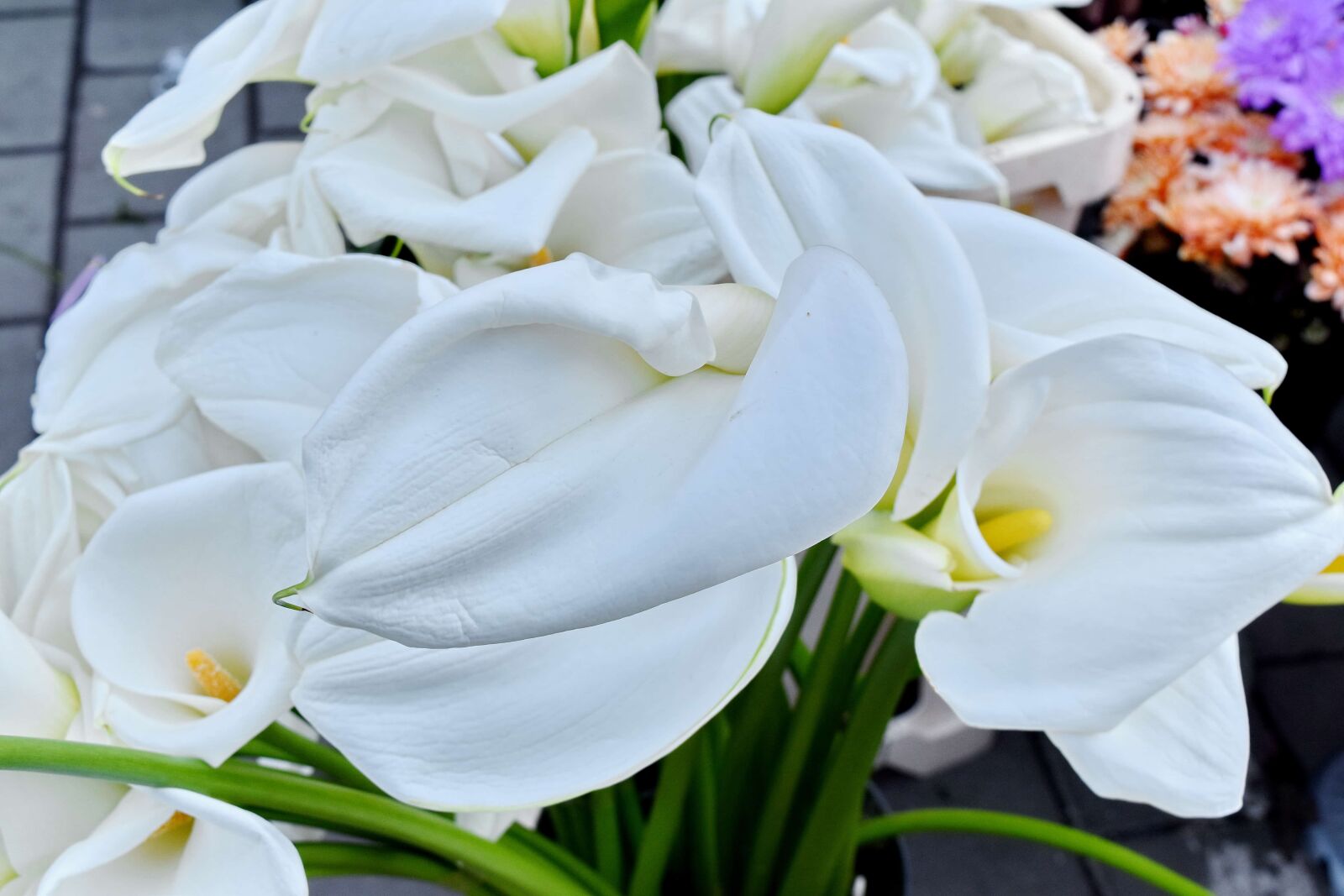 Nikon D5500 sample photo. Plant, nature, petal, lily photography