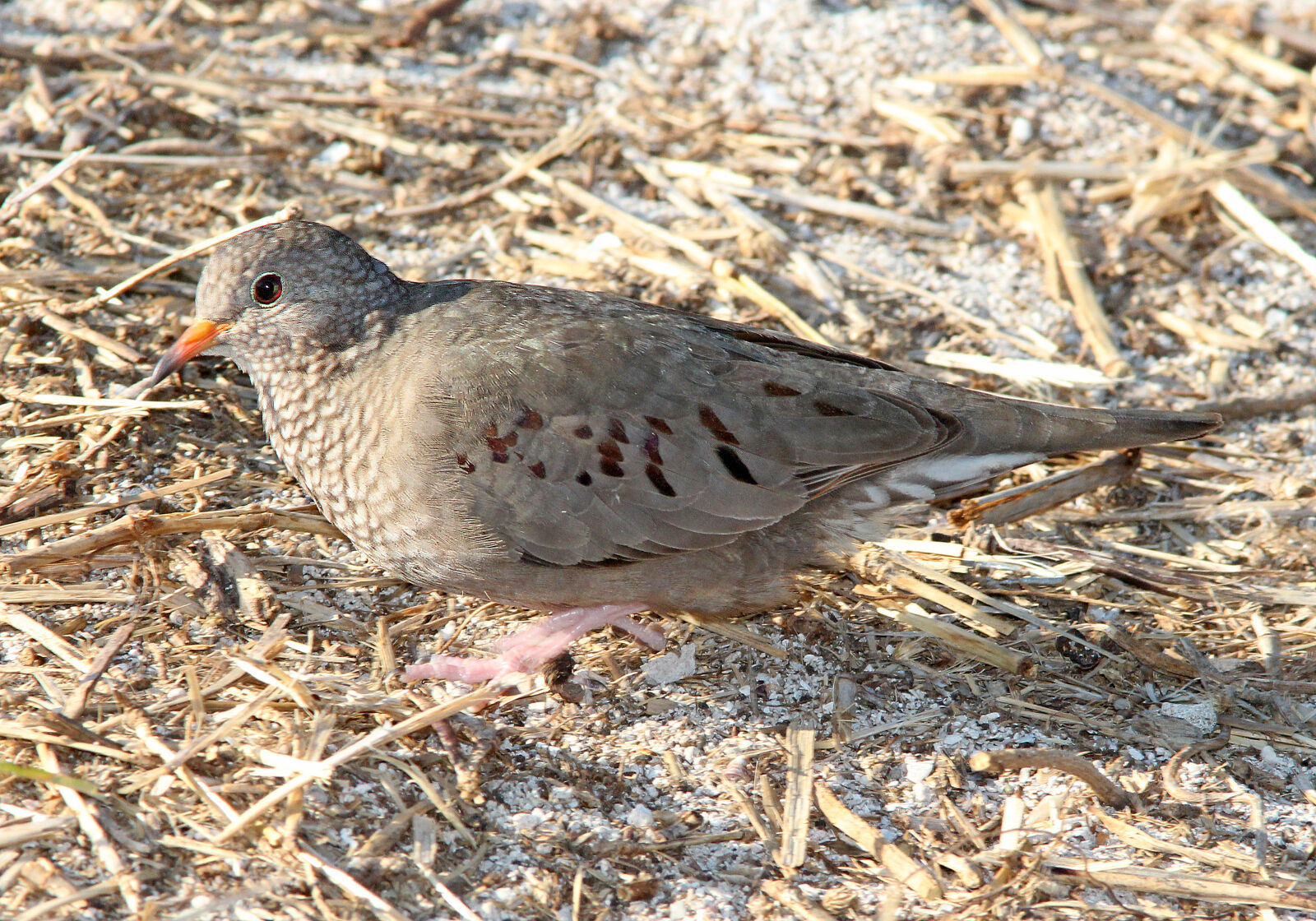 Canon EF 300mm F4L IS USM sample photo