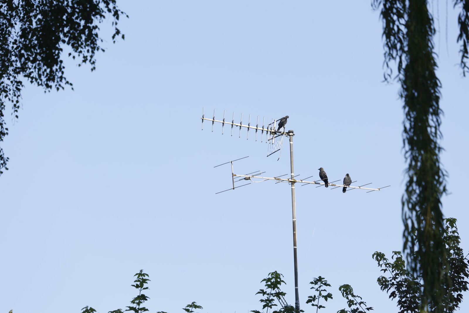 Canon EOS 5D Mark III + Canon EF 100-400mm F4.5-5.6L IS USM sample photo. Jackdaws, antenna, sit photography