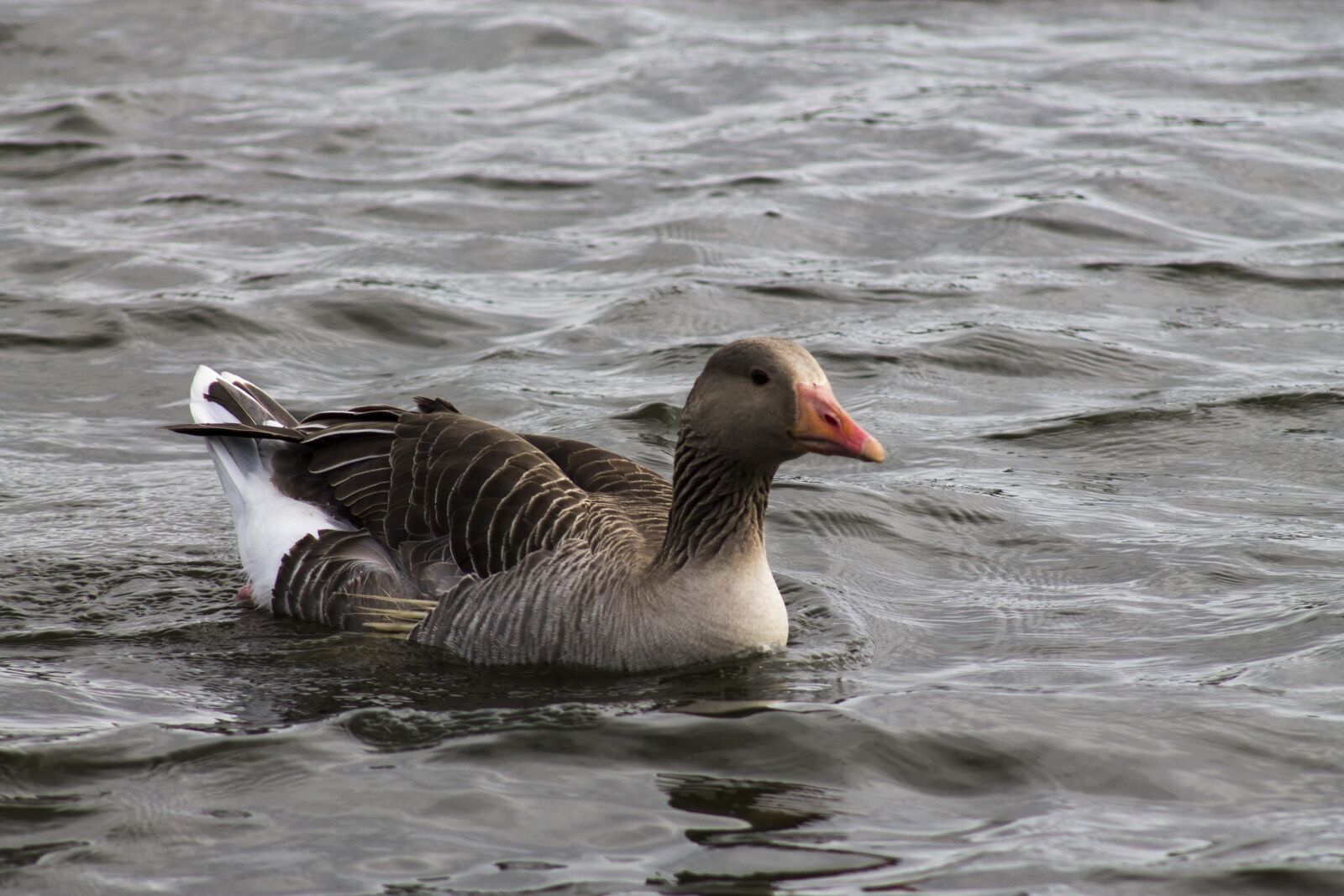 Canon EF75-300mm f/4-5.6 sample photo. Egyptian goose, goose, geese photography
