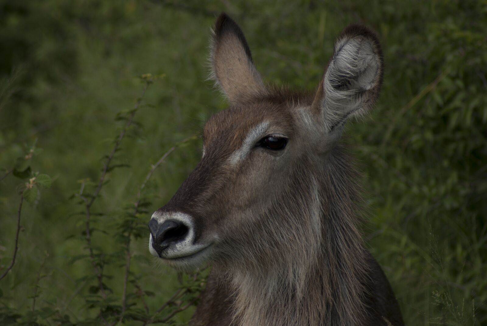 Sony Alpha DSLR-A100 sample photo. Buck, waterbuck, herbivore photography