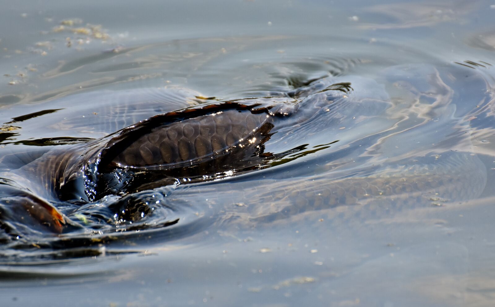 Nikon D7200 sample photo. Carp, swim, water surface photography
