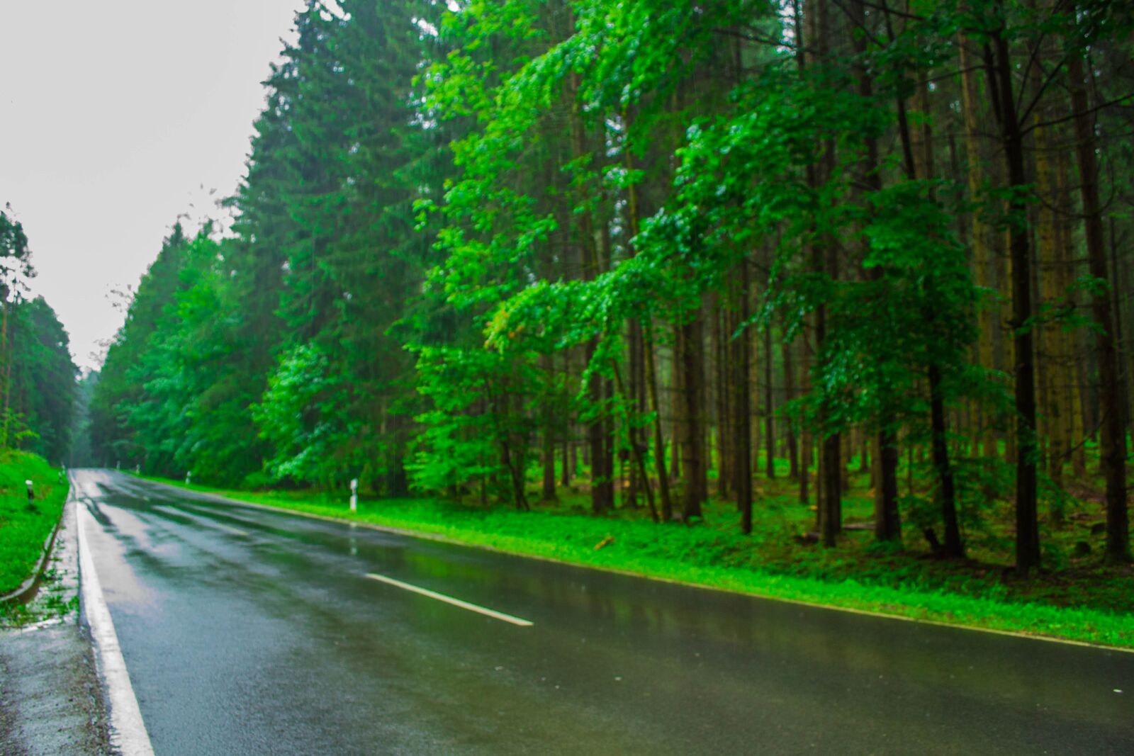 Nikon D3100 sample photo. Forest, rain, nature photography