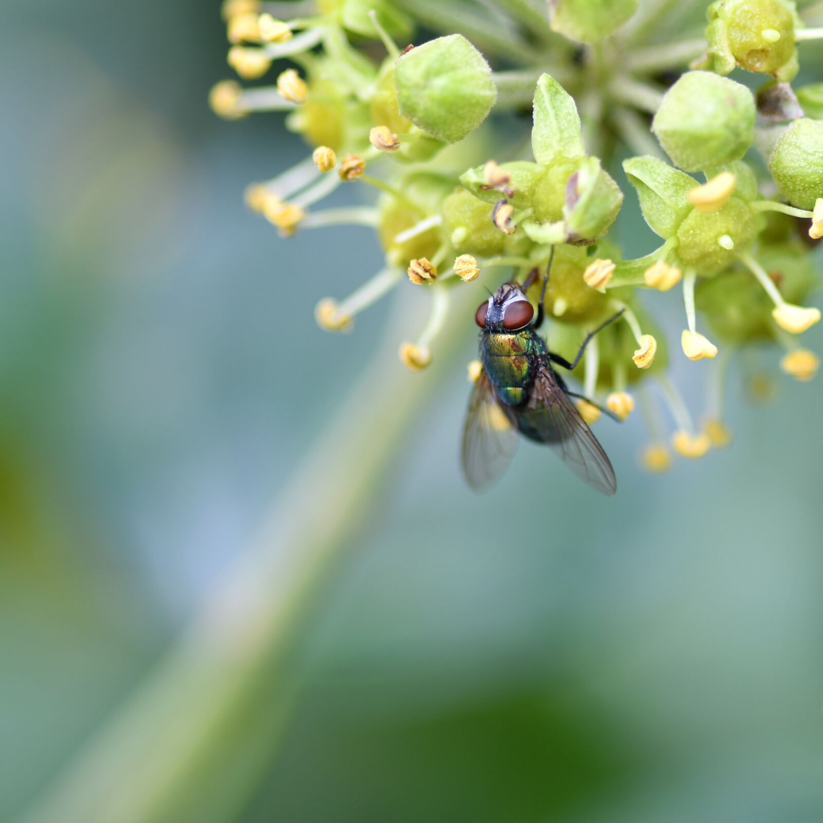 Nikon D500 sample photo. Fly, insect, bug photography