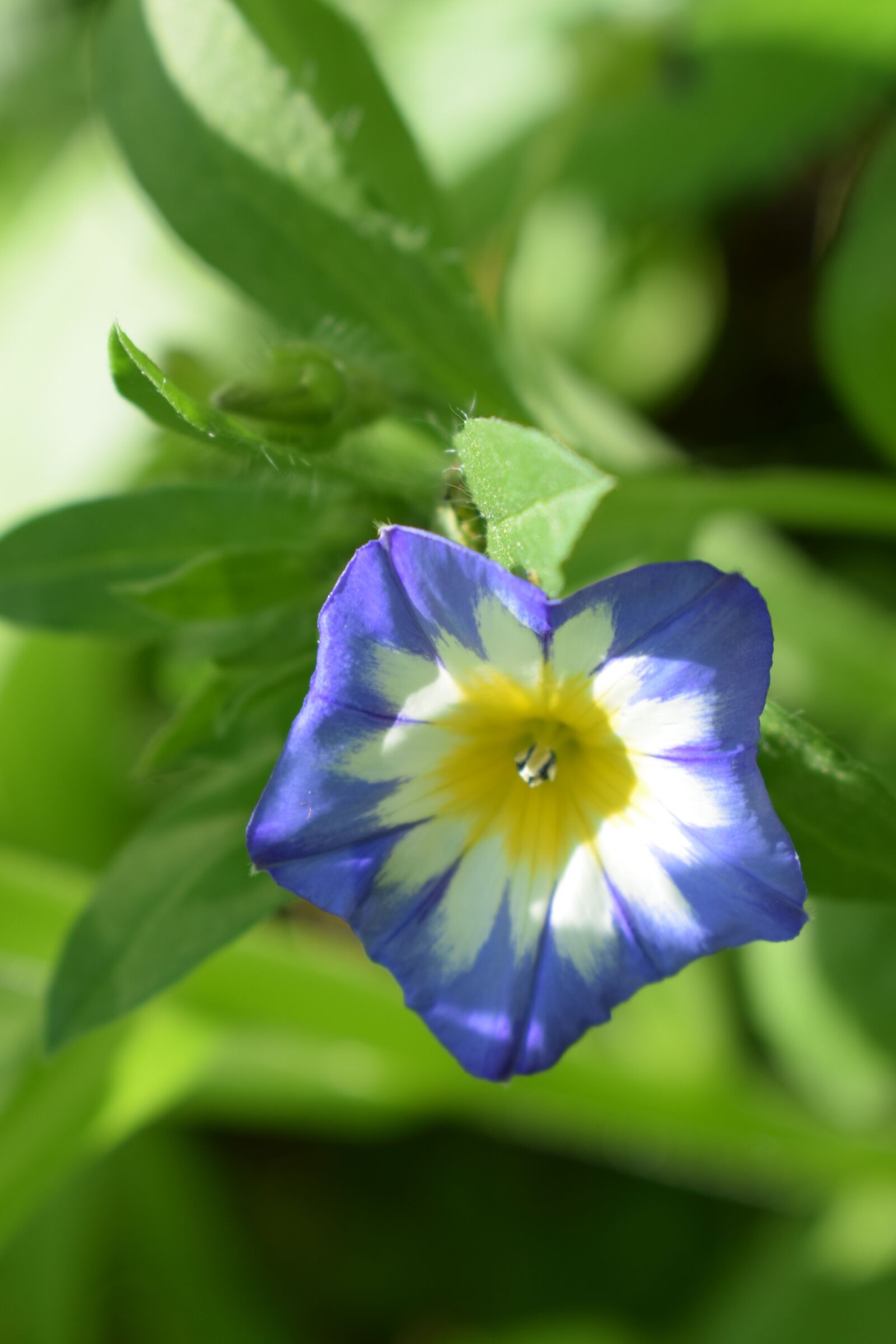 Nikon D5300 sample photo. Stans, blue, climb photography