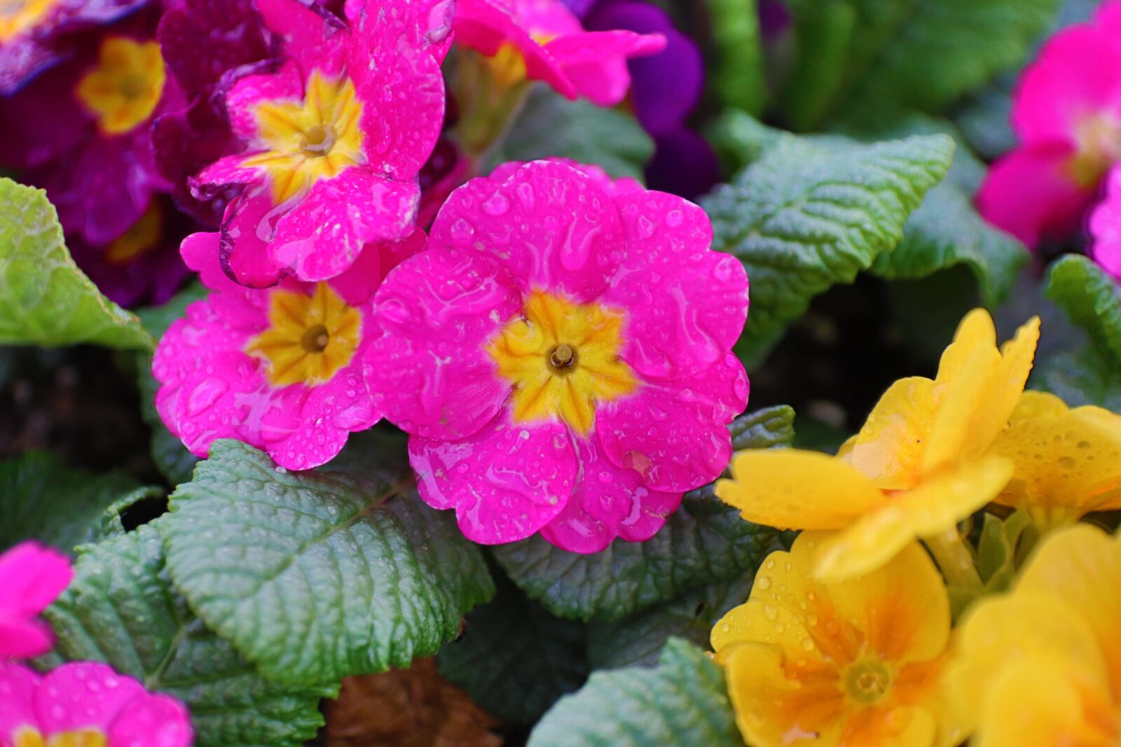Canon EOS 800D (EOS Rebel T7i / EOS Kiss X9i) sample photo. Spring flowers, spring rain photography