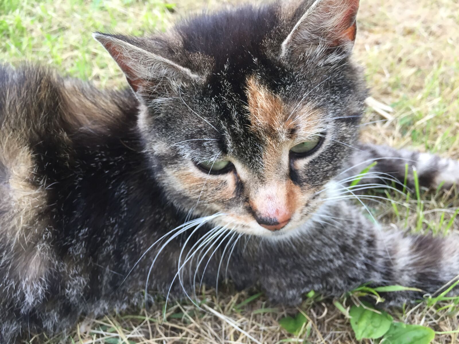 iPhone 6 back camera 4.15mm f/2.2 sample photo. Thinking, cat photography