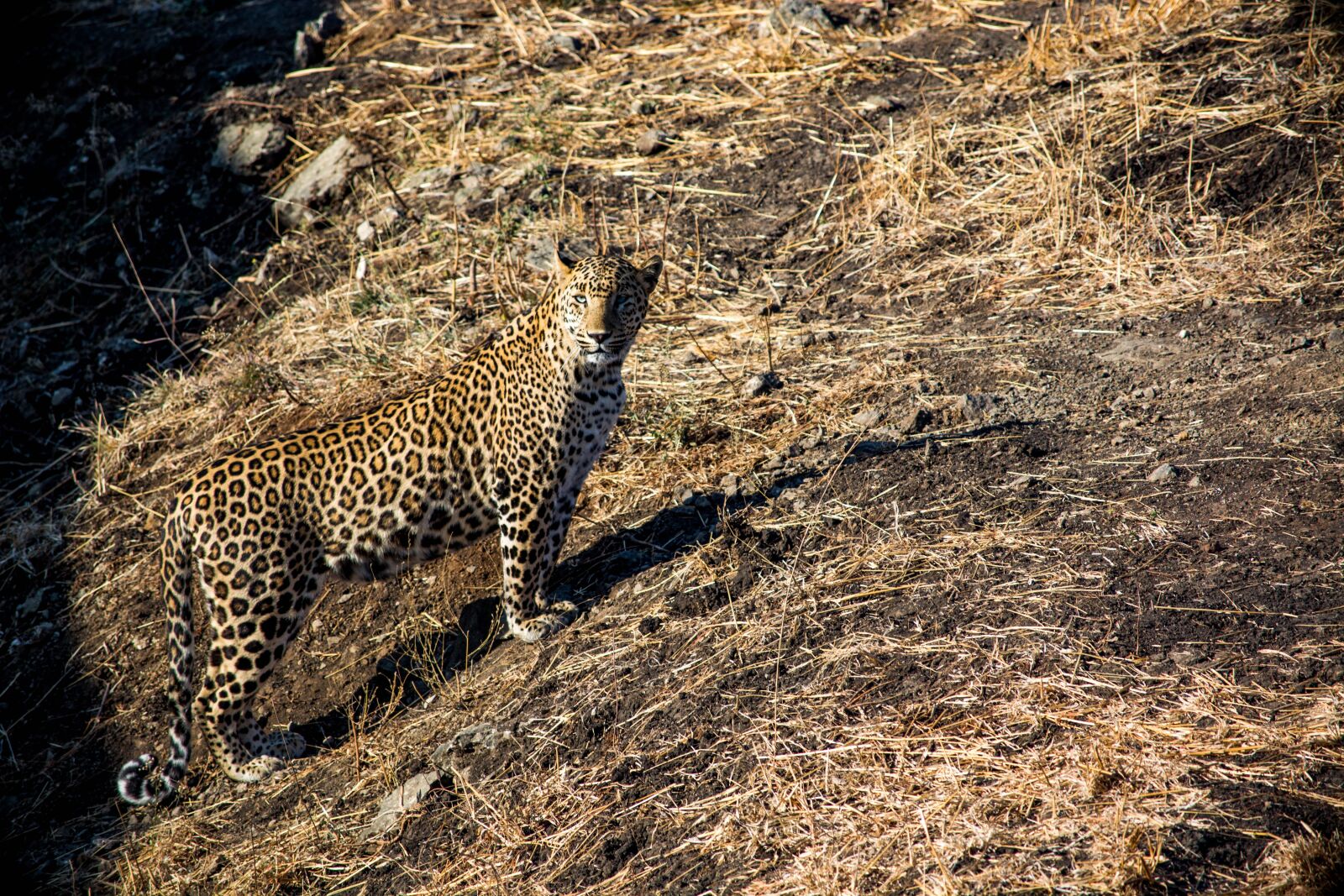 Nikon D5200 sample photo. Leopard, tiger, wildlife photography