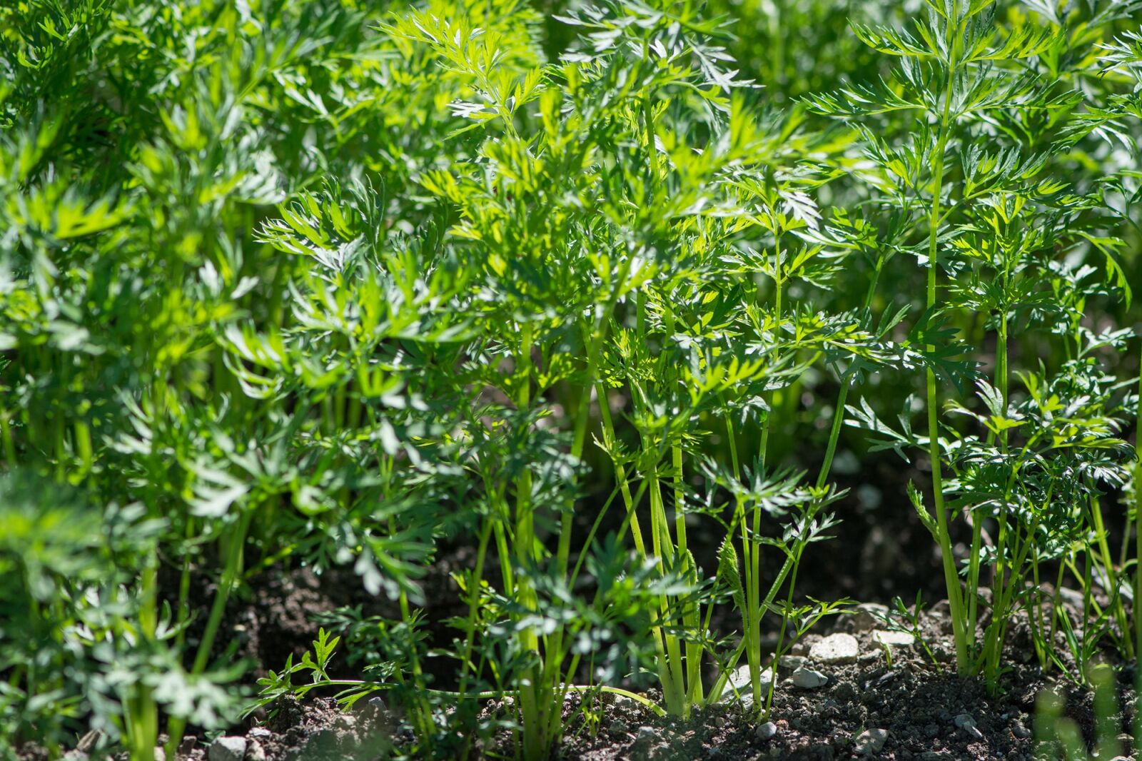 Nikon D7100 sample photo. Carrots, carrot plant, garden photography