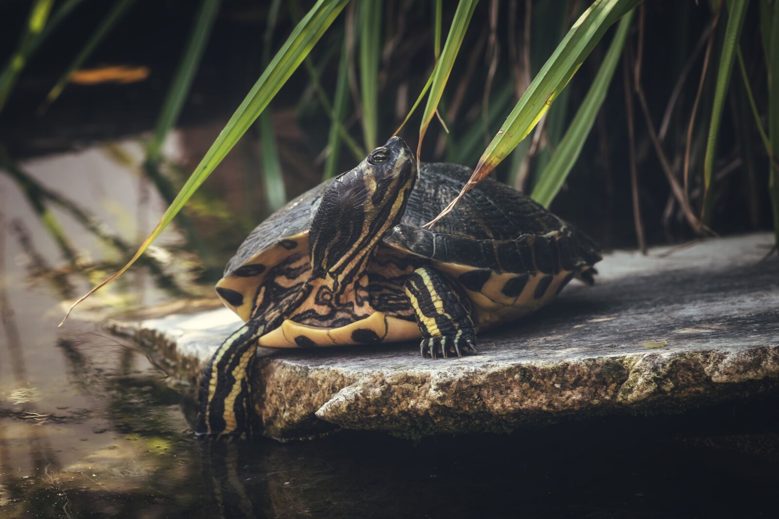 Canon EOS 1300D (EOS Rebel T6 / EOS Kiss X80) sample photo. Turtle, reptile, nature photography