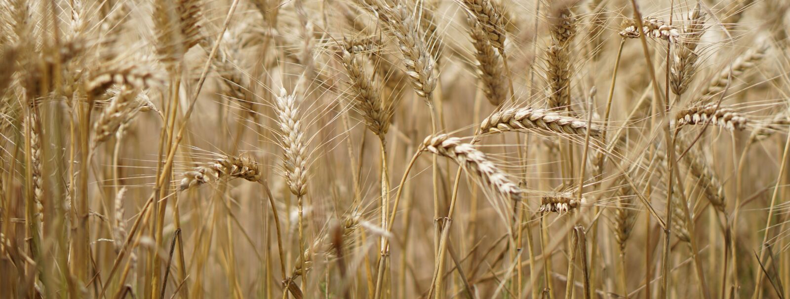 E 50mm F1.8 OSS sample photo. Wheat field, wheat, wheat photography