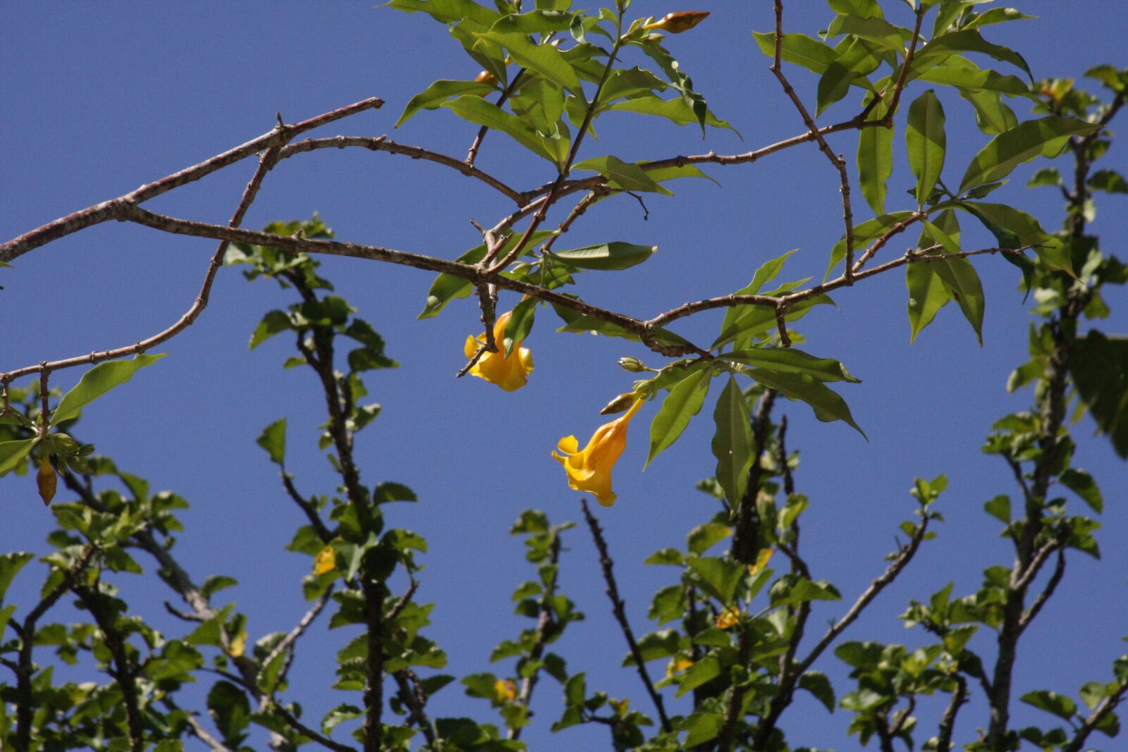 Canon EOS 40D sample photo. Flower, forest, brasil photography