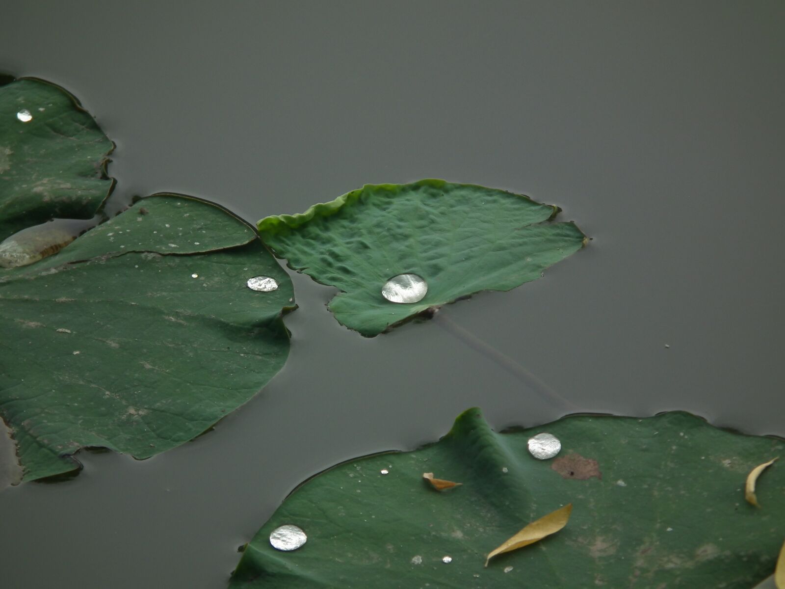 FujiFilm FinePix HS10 (FinePix HS11) sample photo. Lotus, dew, lake photography
