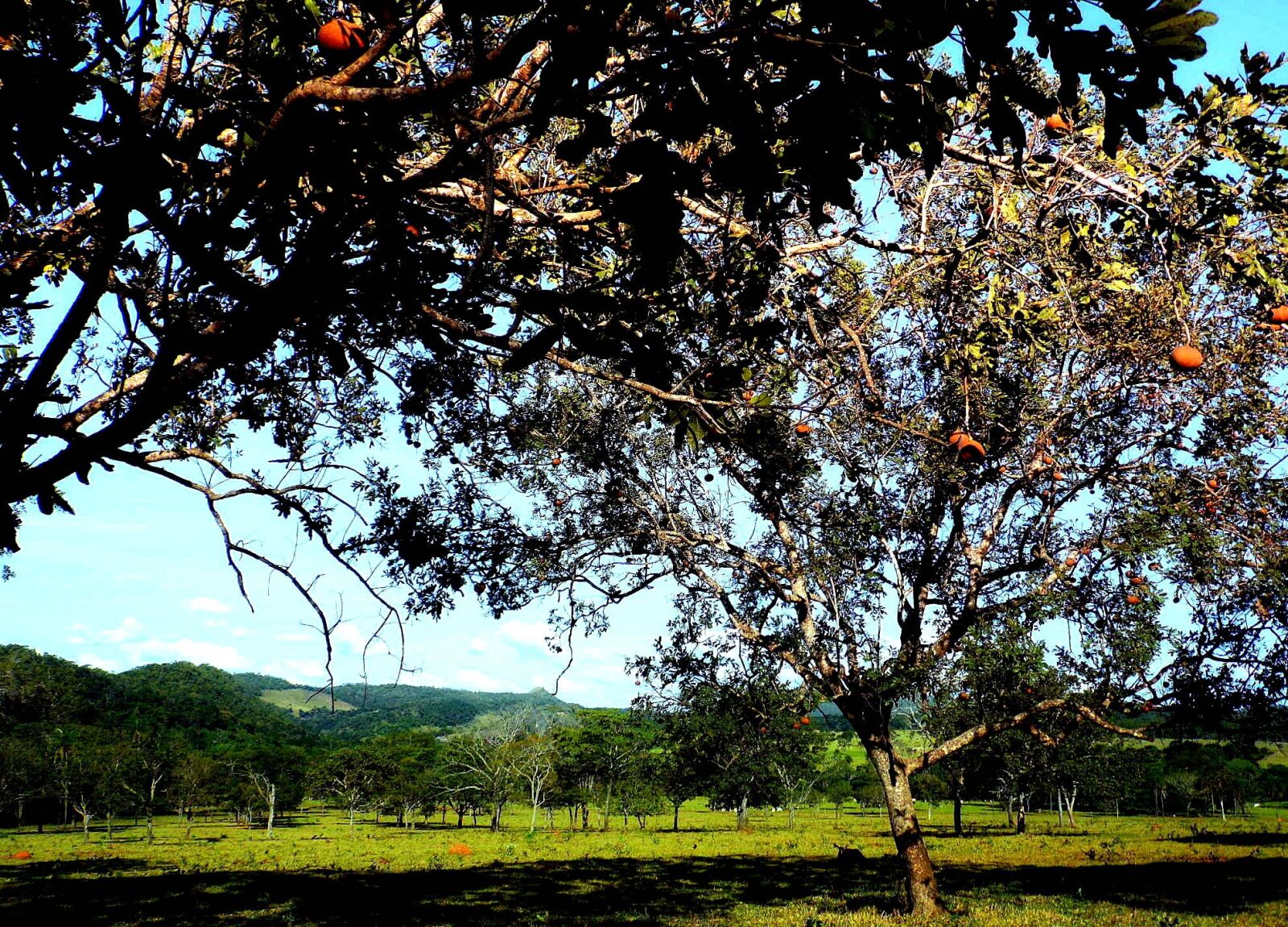 Samsung WB100/  WB101 sample photo. Trees, plain, fruits photography