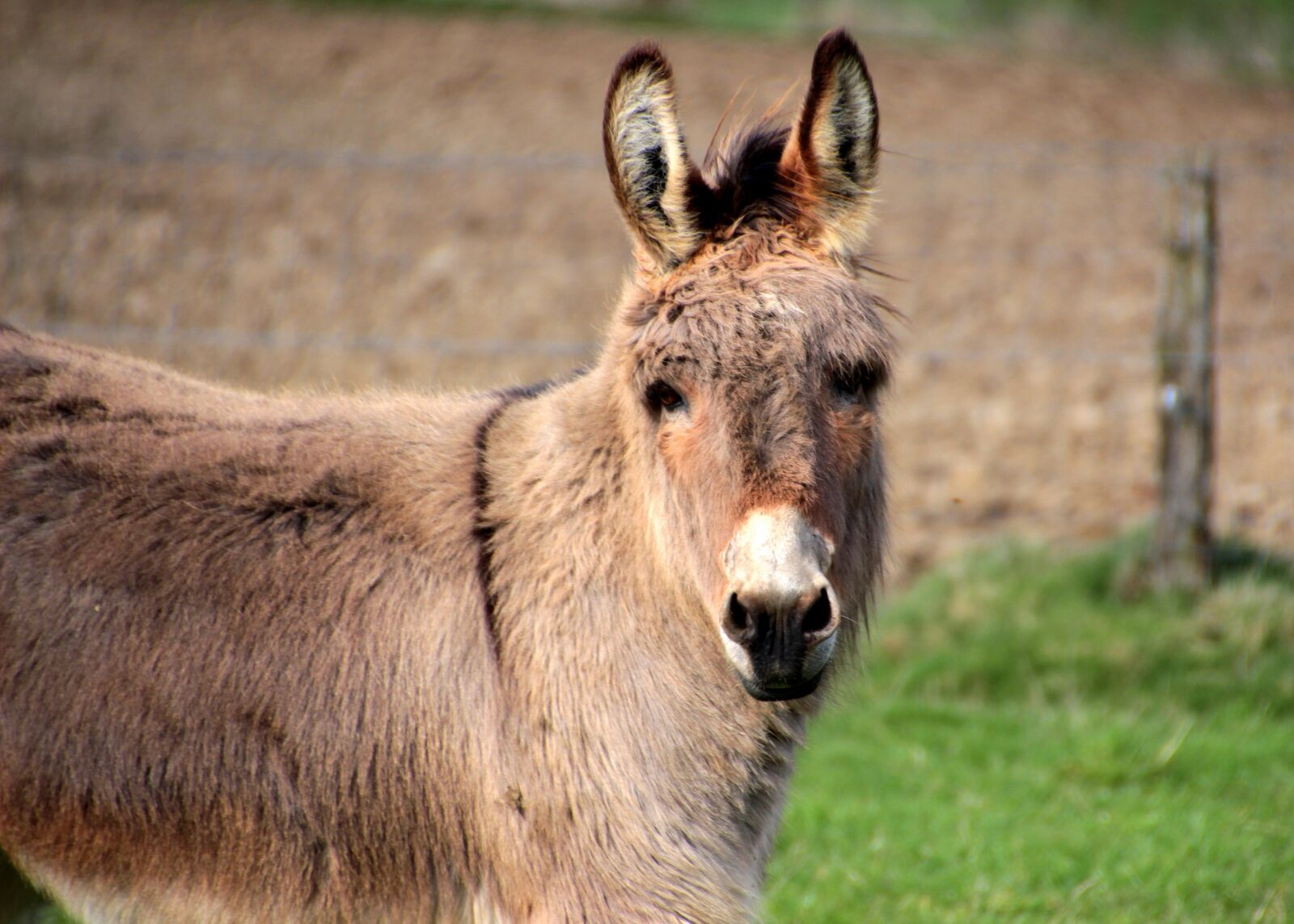 Canon EOS 650D (EOS Rebel T4i / EOS Kiss X6i) sample photo. Donkey, domestic donkey, equus photography