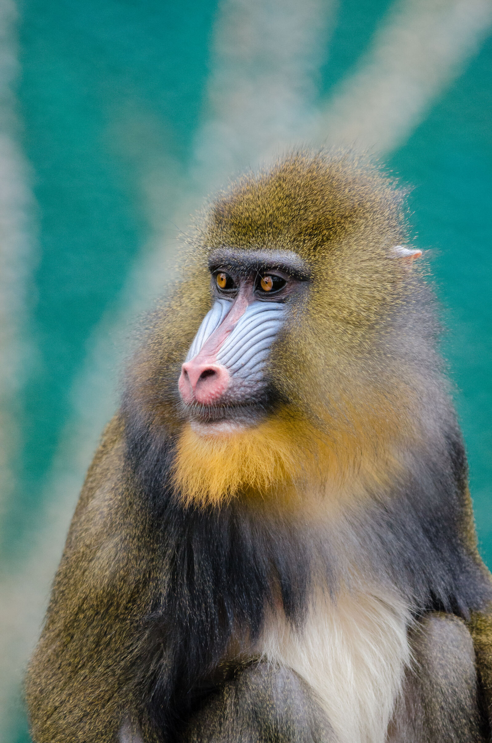 Nikon D7000 + Sigma APO Tele Macro 300mm F4 sample photo