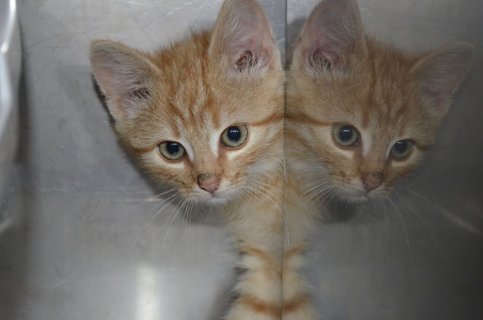 Nikon D5100 sample photo. Animal welfare, cat, kitten photography