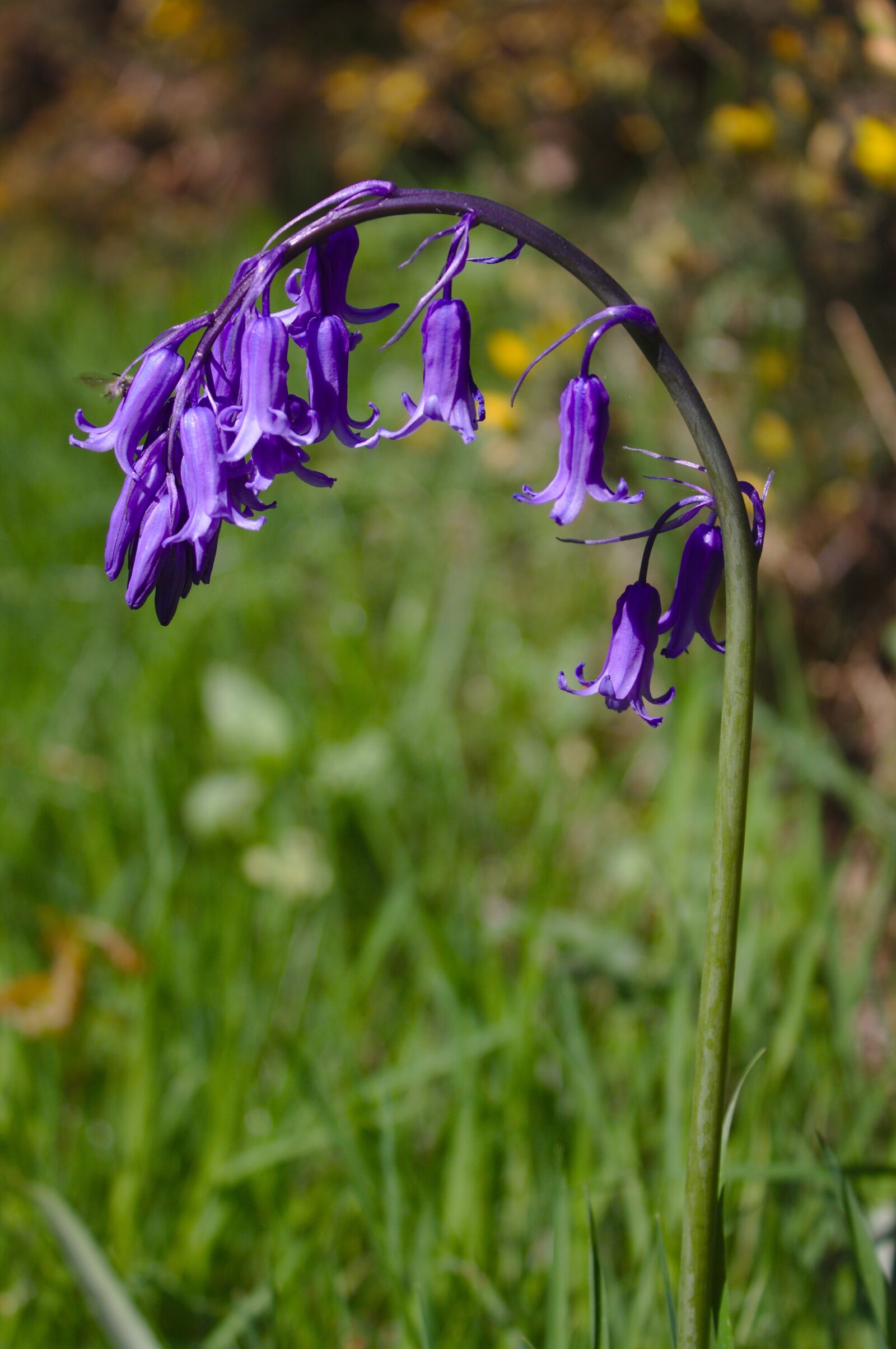 Canon EOS 50D sample photo. Bluebell, purple, spring photography