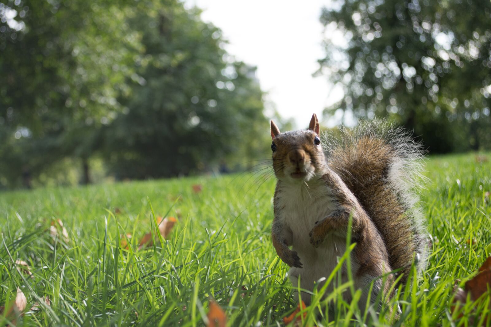 Nikon D5200 sample photo. London, squirrel, england photography