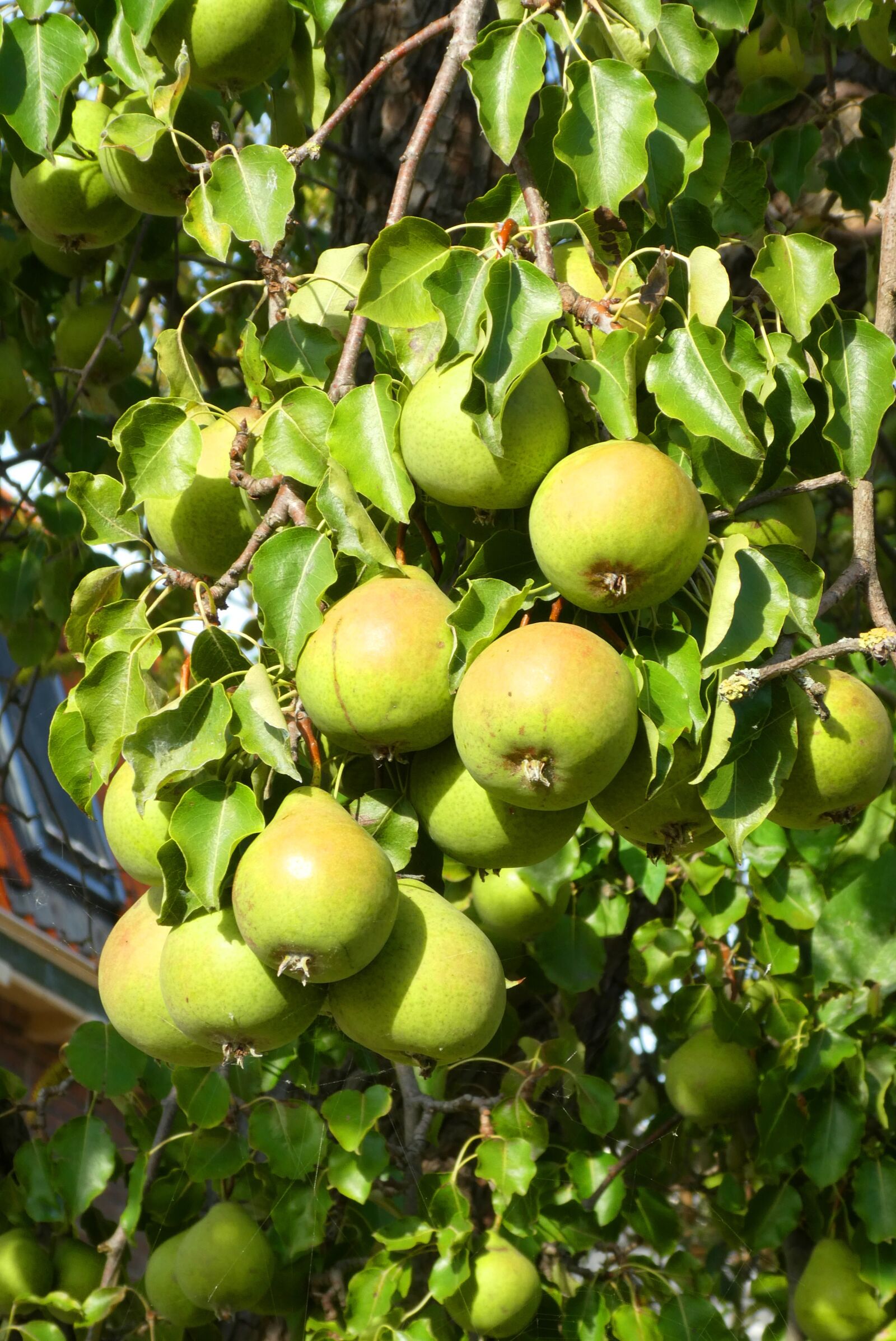 Panasonic Lumix DC-ZS70 (Lumix DC-TZ90) sample photo. Pears, fruits, food photography