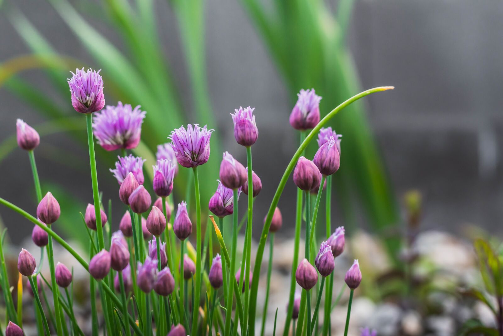 Nikon D5600 sample photo. Flowers, flower, garden photography