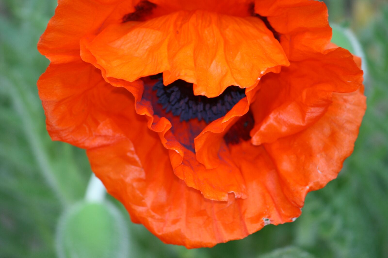 Canon EOS 400D (EOS Digital Rebel XTi / EOS Kiss Digital X) sample photo. Poppy, gardening, spring photography