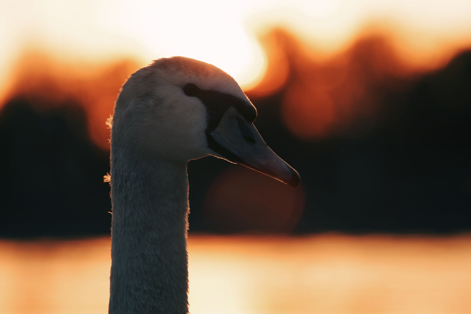 Canon EF 70-200mm F4L USM sample photo. Swan, animal, bird photography