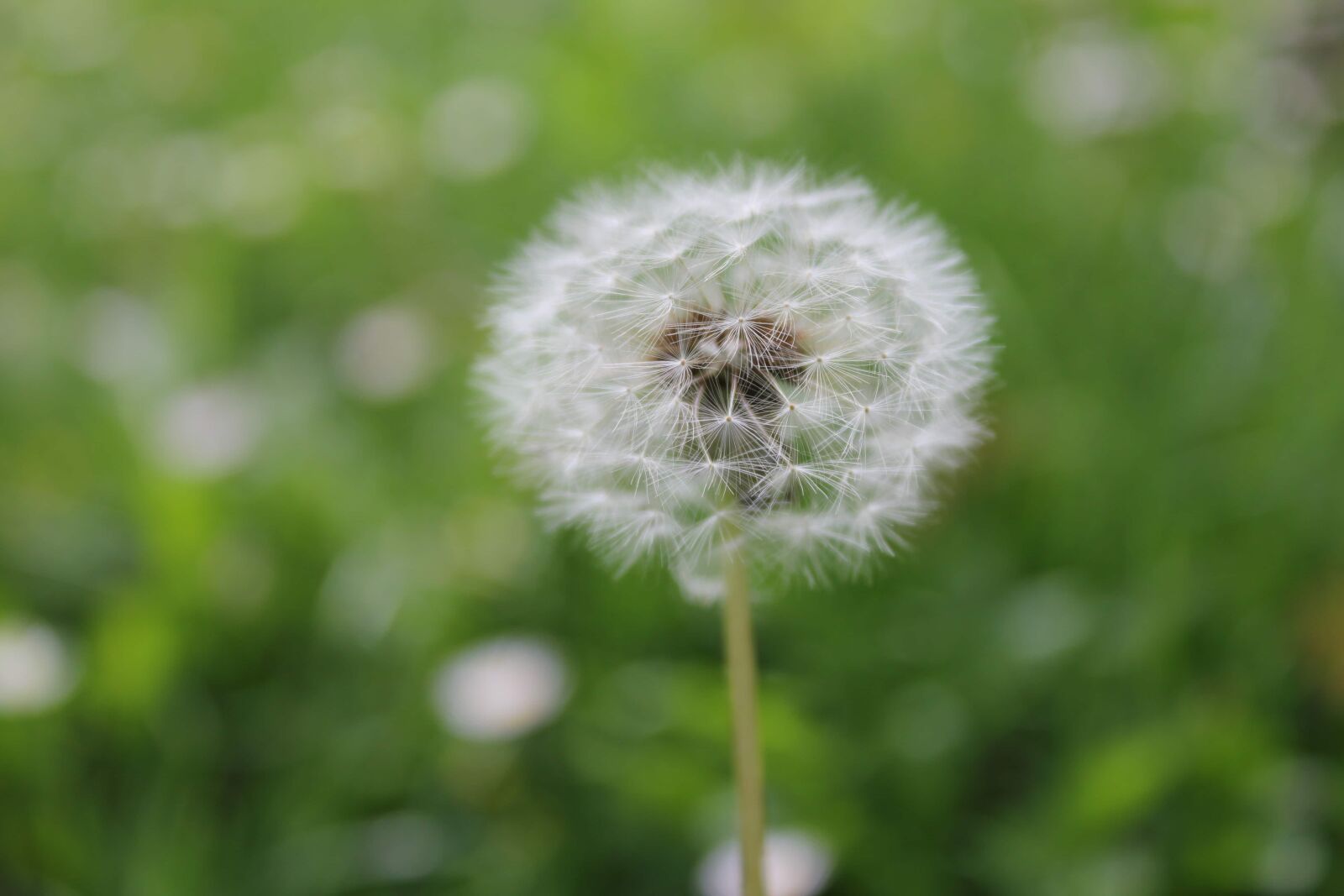 Canon EF-S 18-55mm F3.5-5.6 IS sample photo. Dandelion, close-up, plant, summer photography