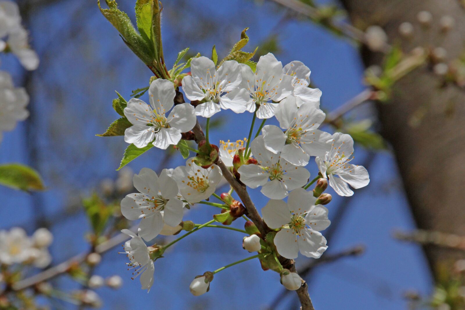 Canon EOS 60D sample photo. Flowers, cherry blossoms, tree photography