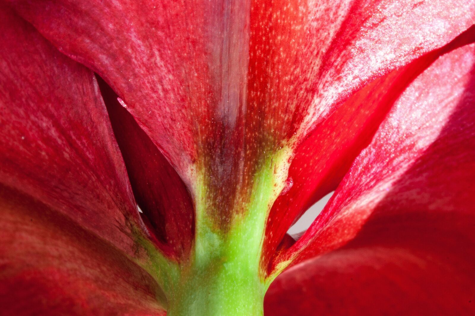 Canon EOS 50D sample photo. Amaryllis, red, flowers photography