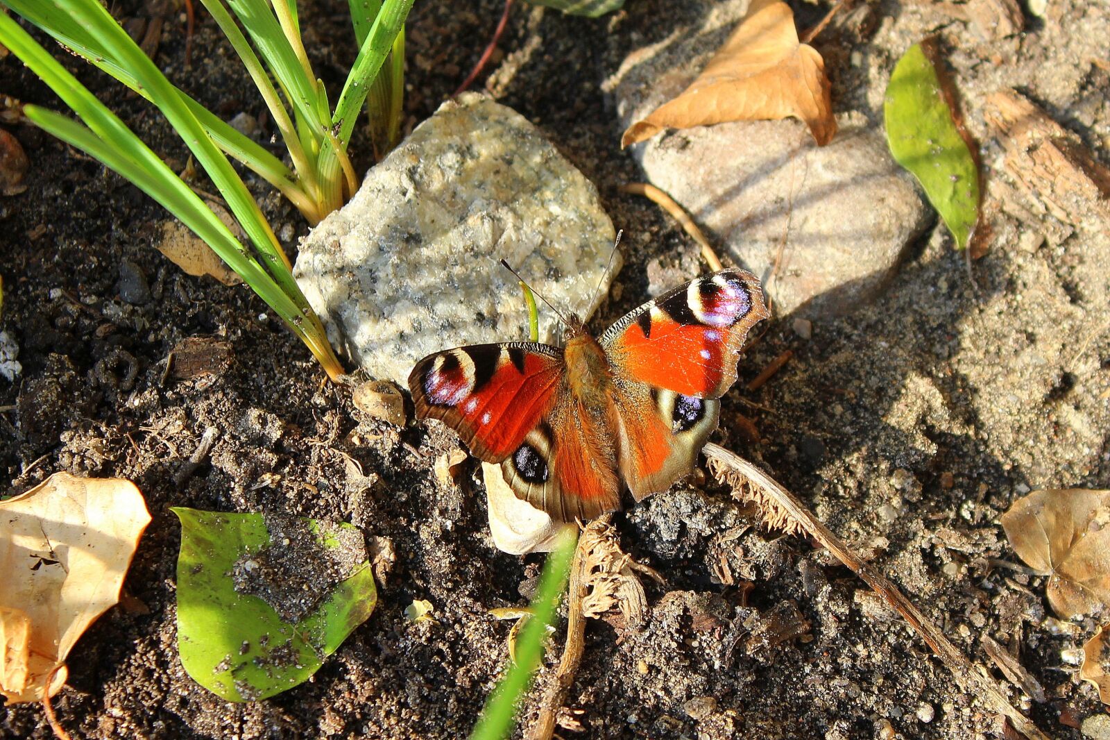 Canon EOS 1200D (EOS Rebel T5 / EOS Kiss X70 / EOS Hi) sample photo. Butterfly, painted peacock, spring photography