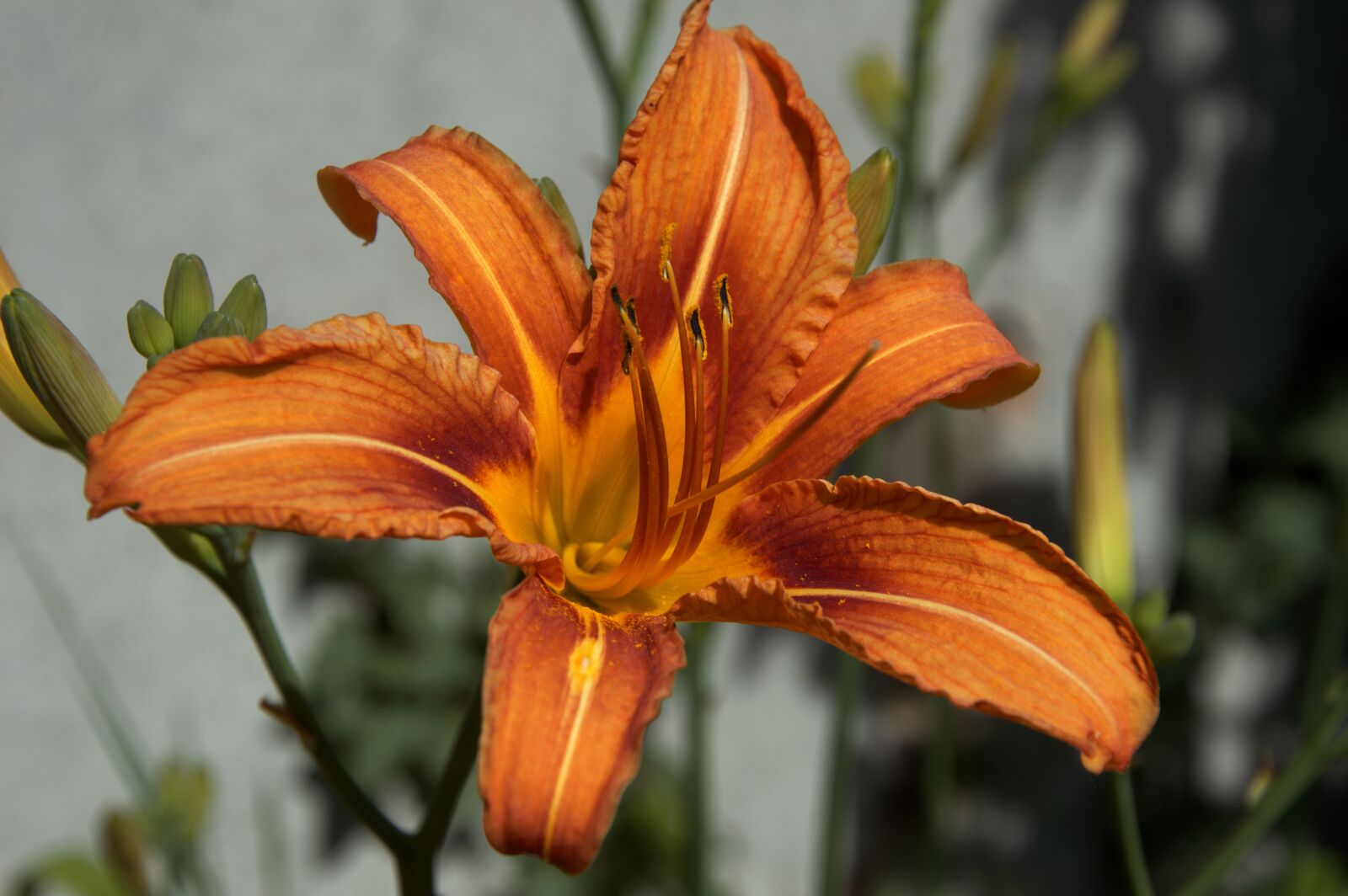 Nikon D3200 sample photo. Lily, flower, nature photography