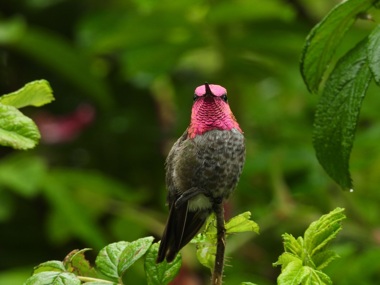 Nikon Coolpix P1000 sample photo. Ruby trotted, hummingbird, bird photography