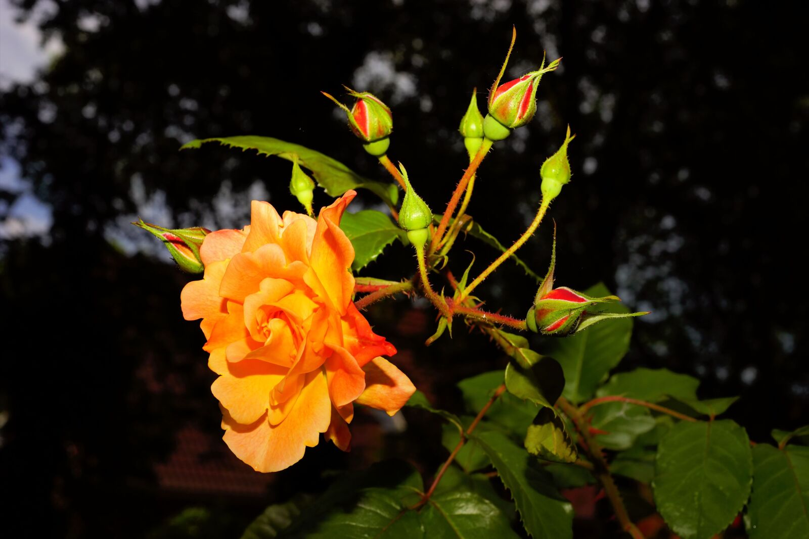 Sony a99 II sample photo. Flower, blossom, bloom photography