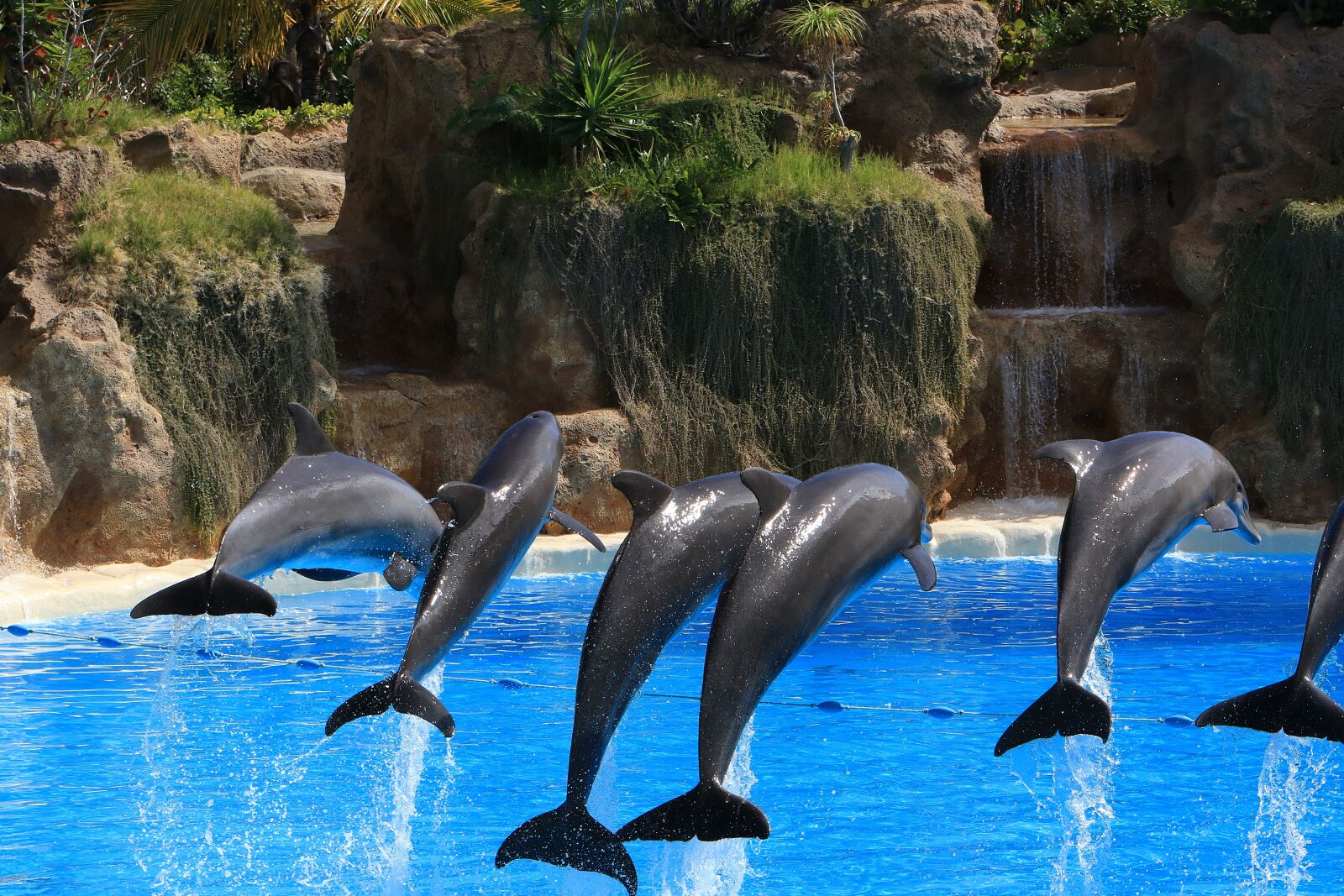 Canon EOS 7D Mark II sample photo. Dolphins, herd, preview photography